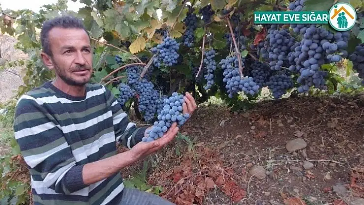 Arapgir'in meşhur köhnü üzümü artık Esenlik Marketler'de