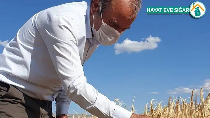 Arguvan'da hasat zamanı