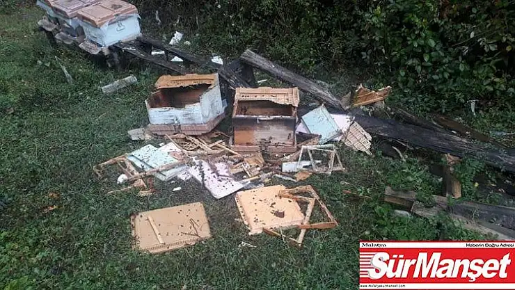 Arı kovanları 7 yıl sonra ayıların saldırısına uğradı