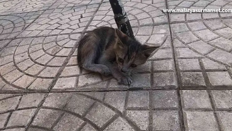 Asansör boşluğunda mahsur kalan kedi kurtarıldı