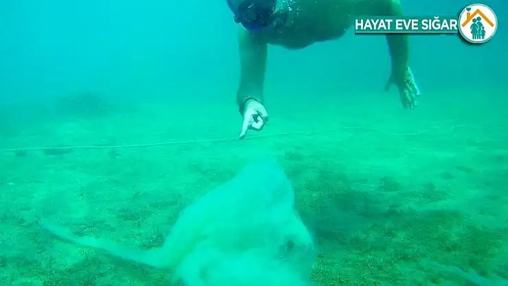 Ata Demirer Kuzey Ege'de 'salya' tehlikesine dikkat çekti