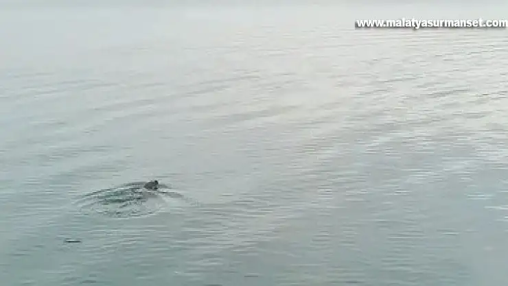 Atatürk Barajı'nda su samuru görüldü