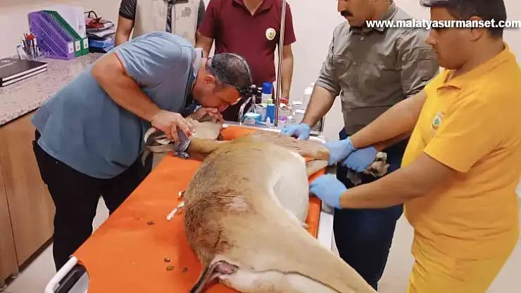 Av tüfeğiyle vurulan yaban keçisi kurtarılamadı