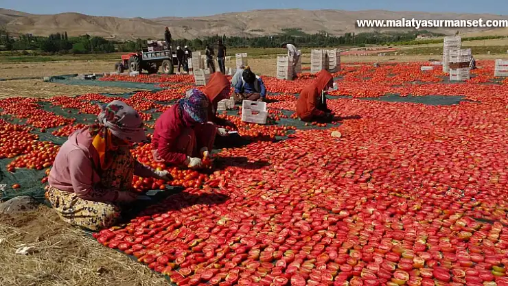 Avrupa'nın kuru domatesi Malatya'dan