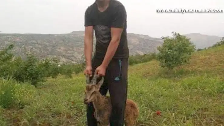 Ayağı kırılan yavru dağ keçisi tedavi altına alındı