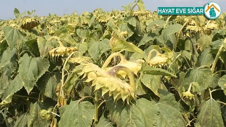 Ayçiçek alım avans fiyatları yeniden belirlendi