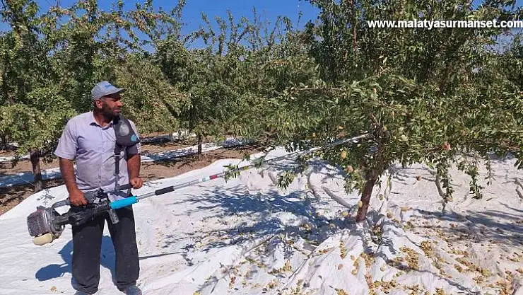 Badem diyarında hasat zamanı