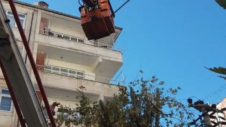Bağlar Belediyesi'nden ağaç bakımı ve budama işlemleri için özel çalışma