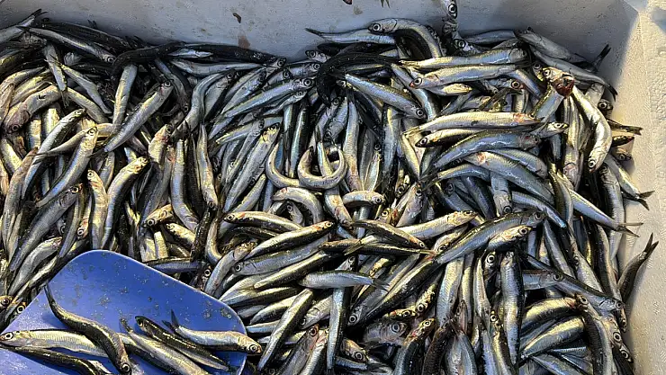 Balıkçılar Müjdeyi Verdi: Hamsi Bu Yıl Rekor Kırabilir!