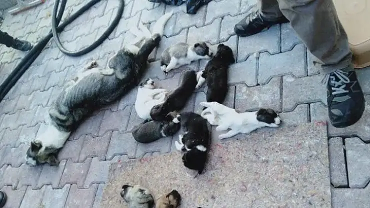 Barınakta 20 köpek ölüsü bulan hayvanseverler şoke oldu