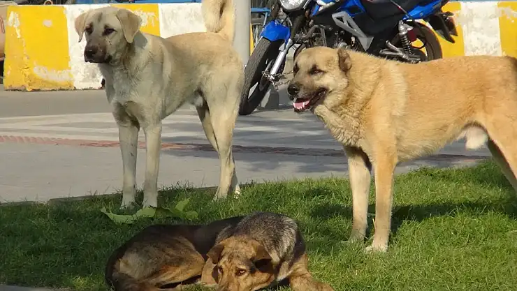 Başıboş Köpek Sorunu İçin Yeni Tedbirler Yolda