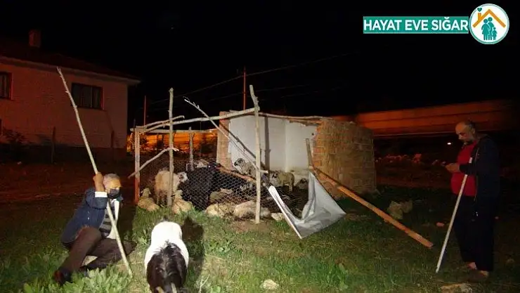 Başıboş köpekler, 12 koyunu telef etti