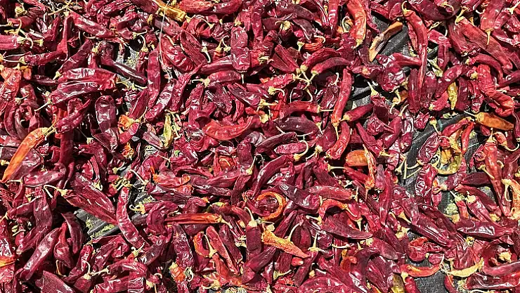 Başkan Görgel Maraş Biberi Hasadının Bereketli Olmasını Diliyorum