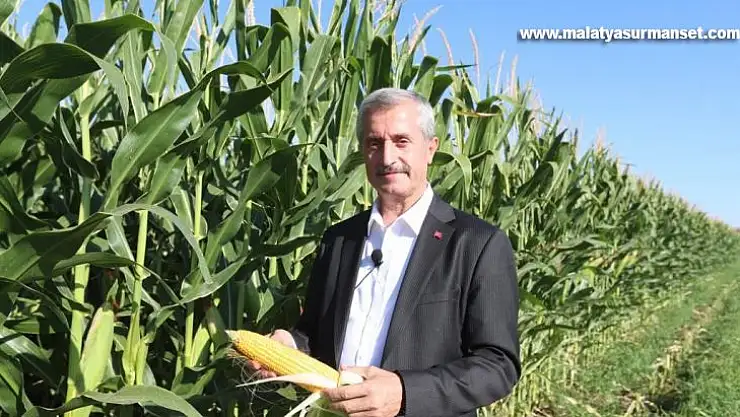 Başkan Tahmazoğlu mısır hasadına katıldı