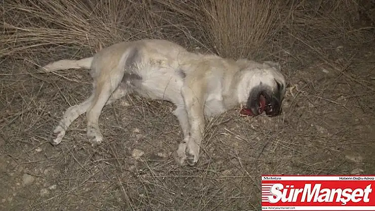 Başkentte 'iki köpek zehirli sosislerle öldürüldü' iddiası