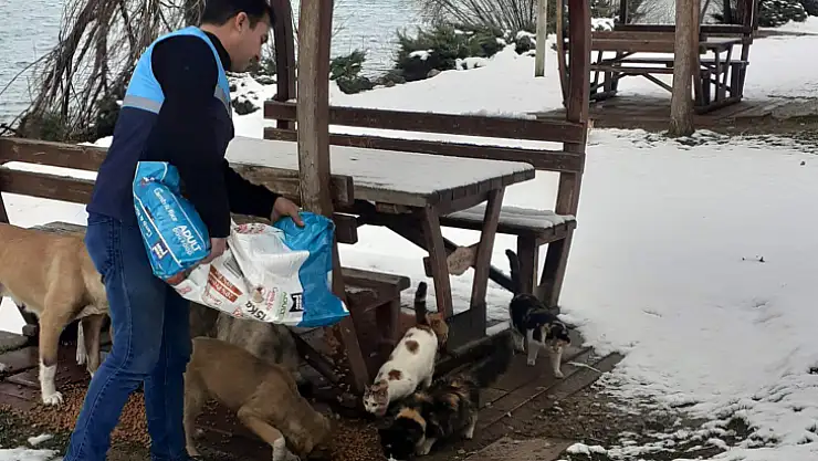 Battalgazi Belediyesi Soğukta Açlıkla Mücadele Eden Can Dostlarımızı Unutmuyor