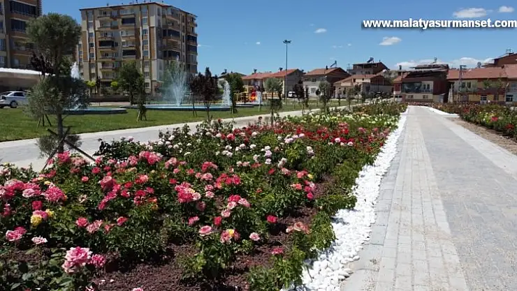 Battalgazi'deki gül bahçesinde sona yaklaşıldı