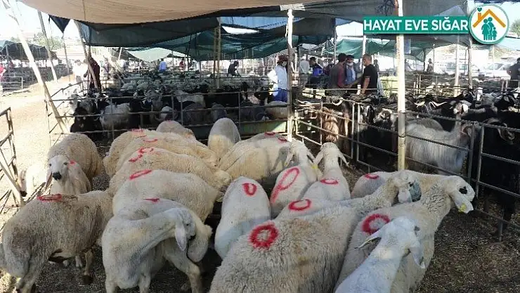 Bayramın 1'inci gününde kurban pazarında yoğunluk