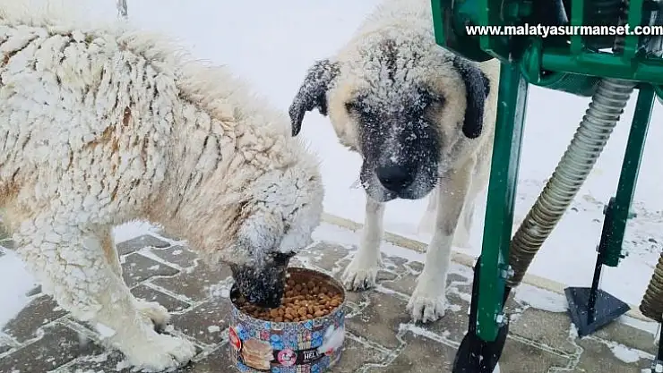 Besni'de sokak hayvanları unutulmadı
