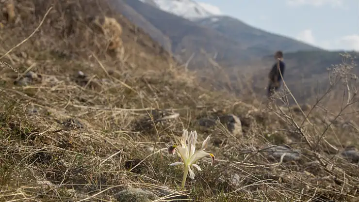 Beydağı'nın eteklerinde nevruz çiçekleri açtı