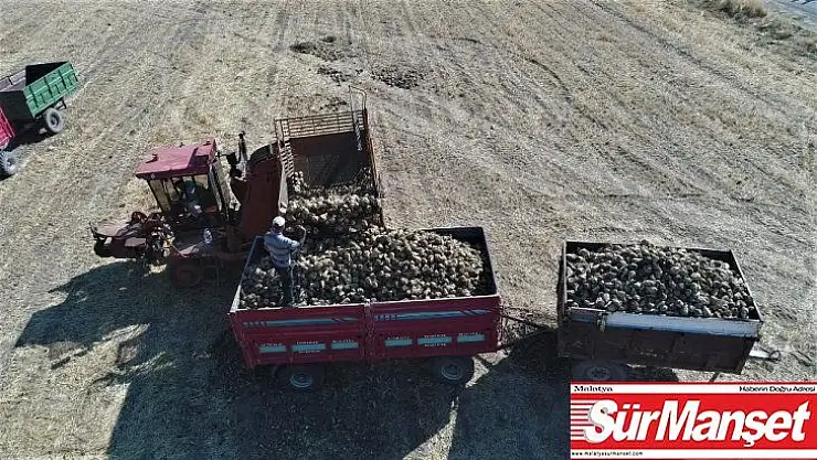 Bin 145 çiftçinin ektiği pancarda verim yüz güldürdü