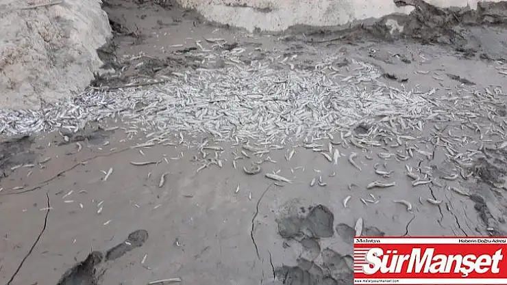 Binlerce balık öldü