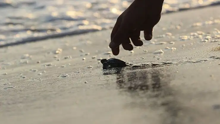 Bu yıl 537 bin 424 yavru deniz kaplumbağası denizle buluştu