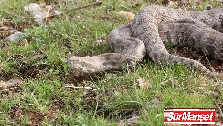 Burdur'da bulunan Koca Engerek Şanlıurfa bozkırlarında doğaya bırakıldı