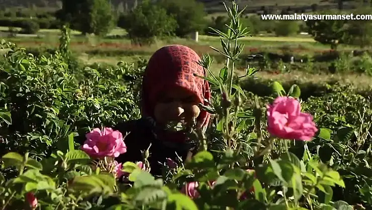 Bütün emekler, 4 ton gülden 1 kilogram yağ elde etmek için