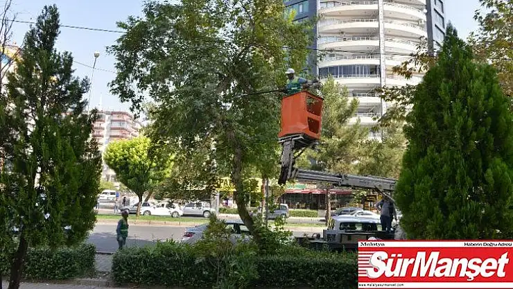Büyükşehir Belediyesi ağaç budama çalışması başlattı