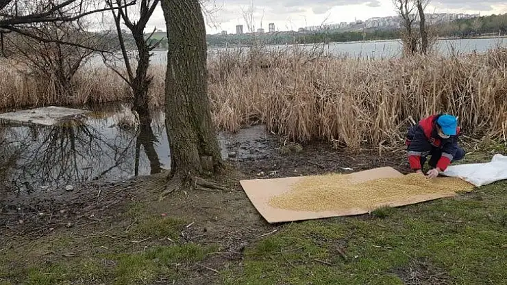 Büyükşehir can dostlara mama desteğini sürdürüyor