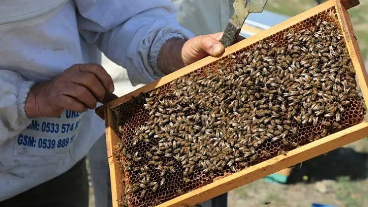 Büyükşehir'den Başkentli çiftçilere arıcılık eğitimi