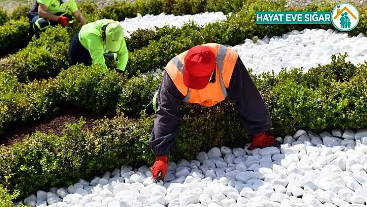 Büyükşehir'den kuru peyzaj