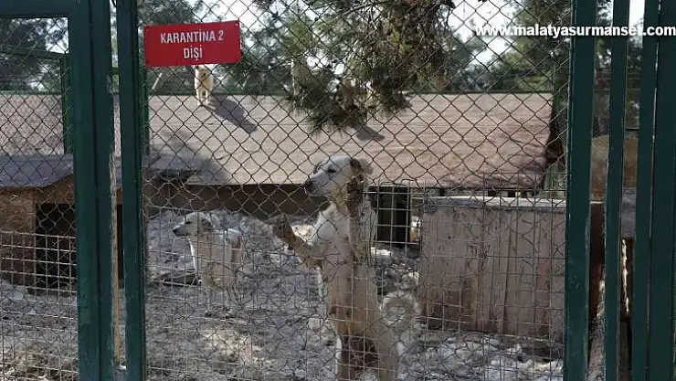 Büyükşehir'den sokak hayvanları için 50 dönümlük doğal yaşam parkı