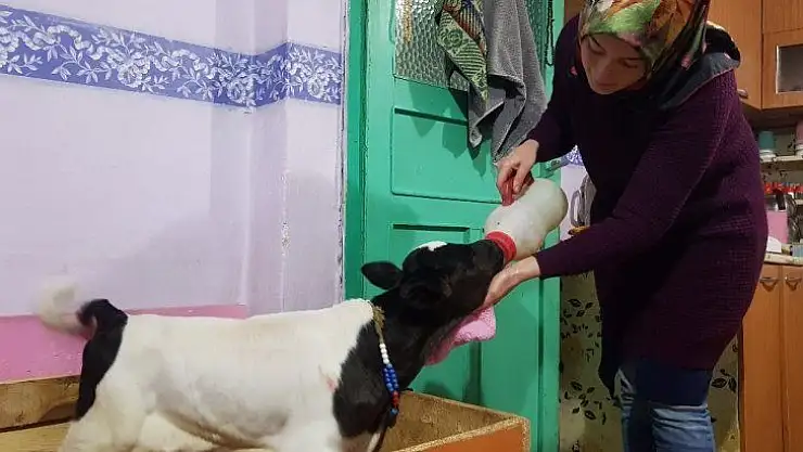 Buzağı destekleme işlemlerinde başvuru şartı kalktı