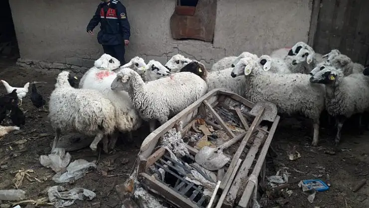 Çaldıkları koyunlarla yakalanan şüpheliler tutuklandı