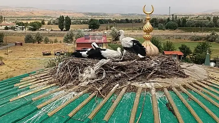 Camii Kubbesinden Düşen Leylek Yavrusunu Bakın Kim Kurtardı!