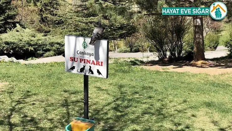 Çankaya Belediyesi, sokaktaki can dostları ihmal etmedi