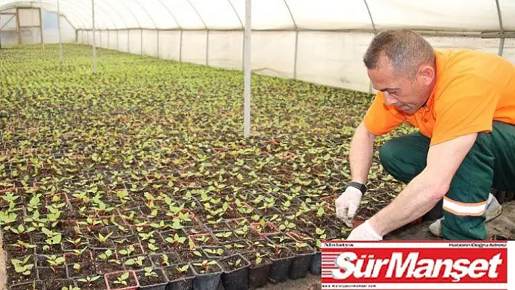 Çankaya'da kışlık çiçek için üretim başladı
