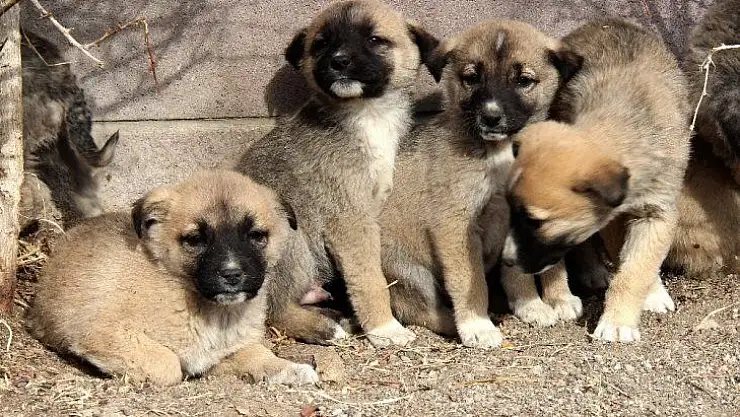 Çankaya'da sokak hayvanlarına yönelik çalışmalar devam ediyor