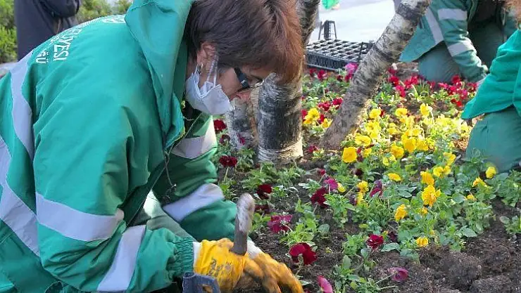 Çankaya parklarına 370 bin kışlık çiçek