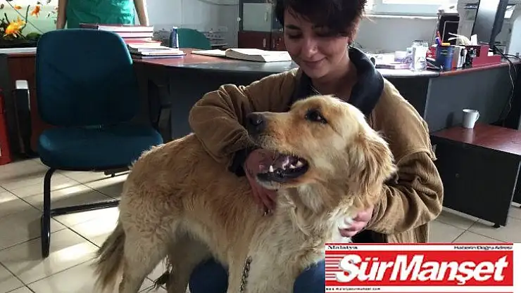 Çankaya, terk edilen hayvanlara sahip çıkıyor
