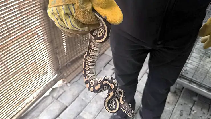 Cebinden yavru piton yılanı çıktı