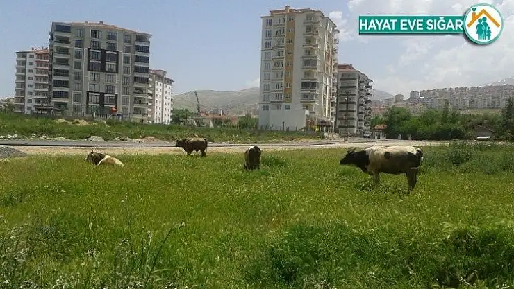 Çiftçi proje başvuruları 7 Temmuz'a uzatıldı