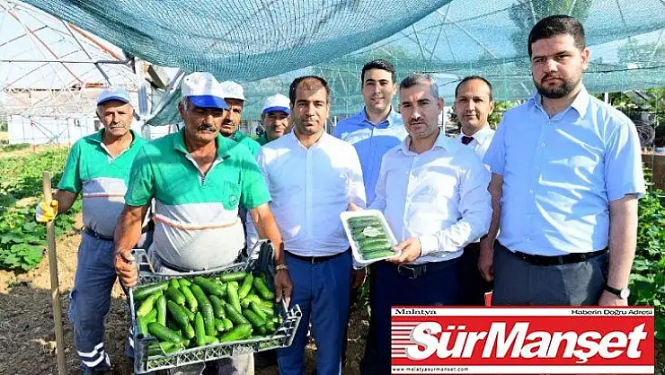 Çiftçilere 100 bine yakın sebze fidesi dağıtılacak