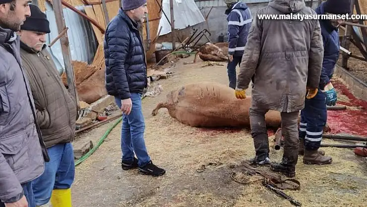 Çiftlik çöktü, 22 büyükbaş hayvan telef oldu