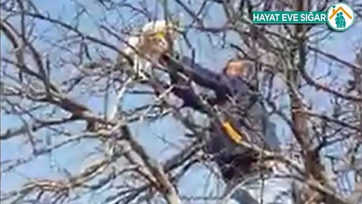 Çıktığı ağaçta mahsur kalan kediyi vatandaşlar kurtardı