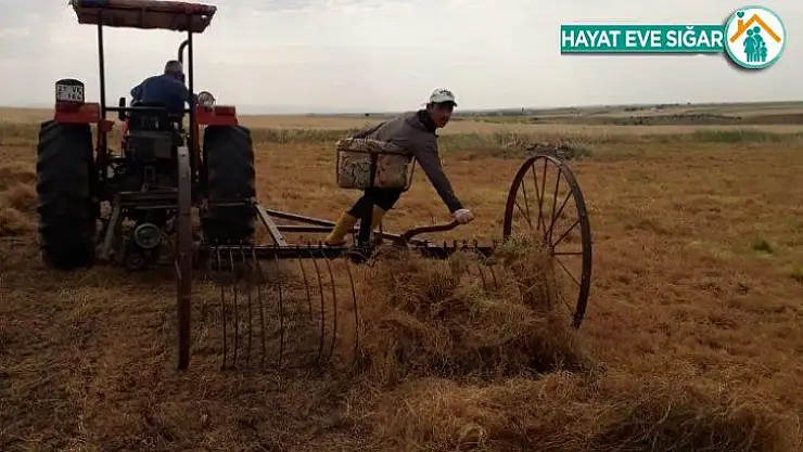 Çınar'da yılın ilk mercimek hasadı yapıldı
