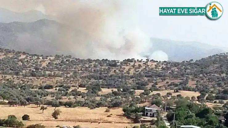 Çine'de arazi yangını