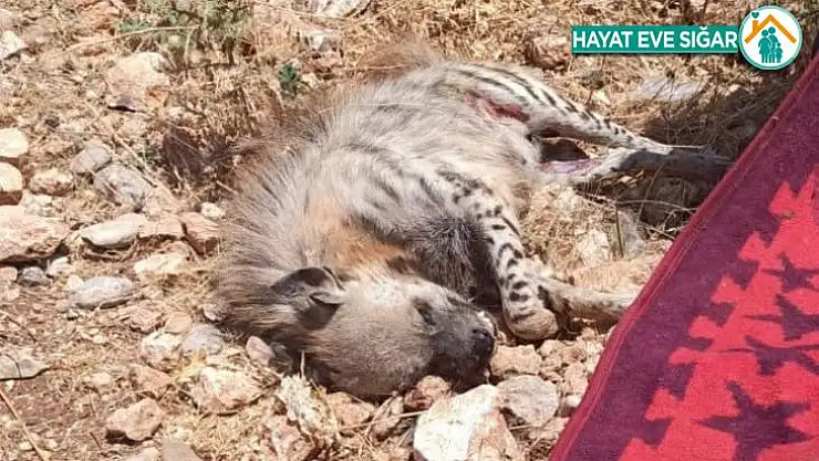 Çizgili sırtlana araç çarptı